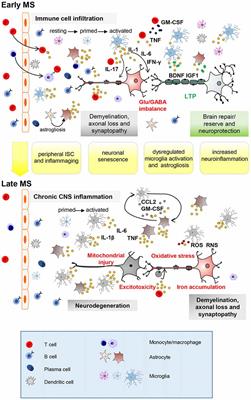 Interplay Between Age and Neuroinflammation in Multiple Sclerosis: Effects on Motor and Cognitive Functions